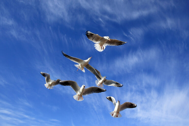 Yang Jianye - Flying